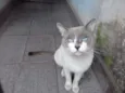 Sammy