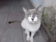 Sammy