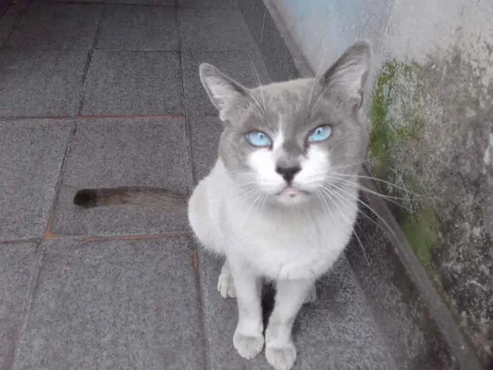 Gato ra a SRD idade 5 anos nome Sammy