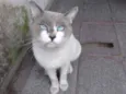 Sammy