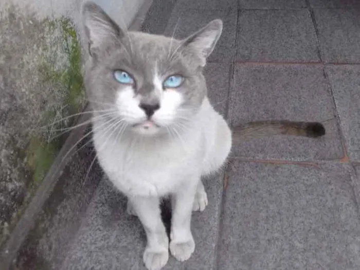 Gato ra a SRD idade 5 anos nome Sammy