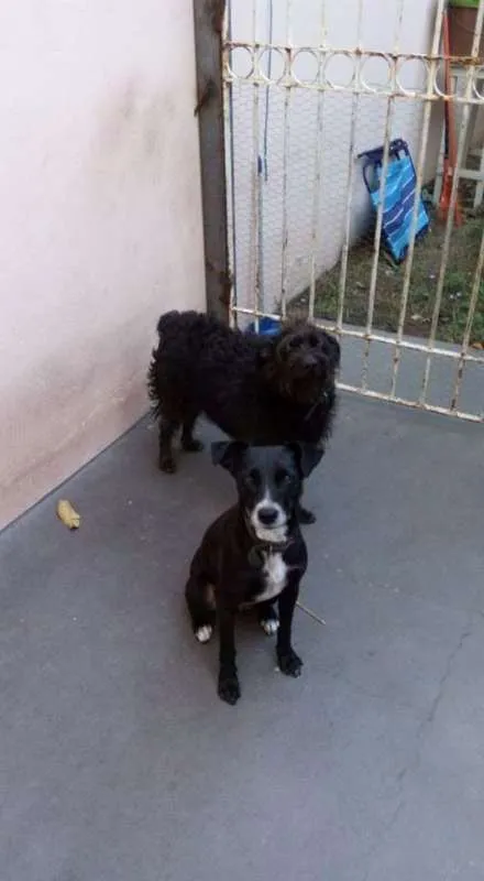 Cachorro raça Vira lata idade 5 anos nome Leleca e Princesa