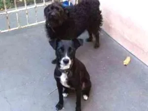 Cachorro raça Vira lata idade 5 anos nome Leleca e Princesa