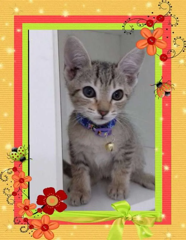 Gato ra a srd idade 2 a 6 meses nome Zack