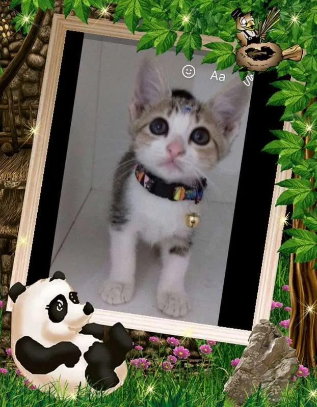 Gato ra a SRD idade 2 a 6 meses nome Penelope