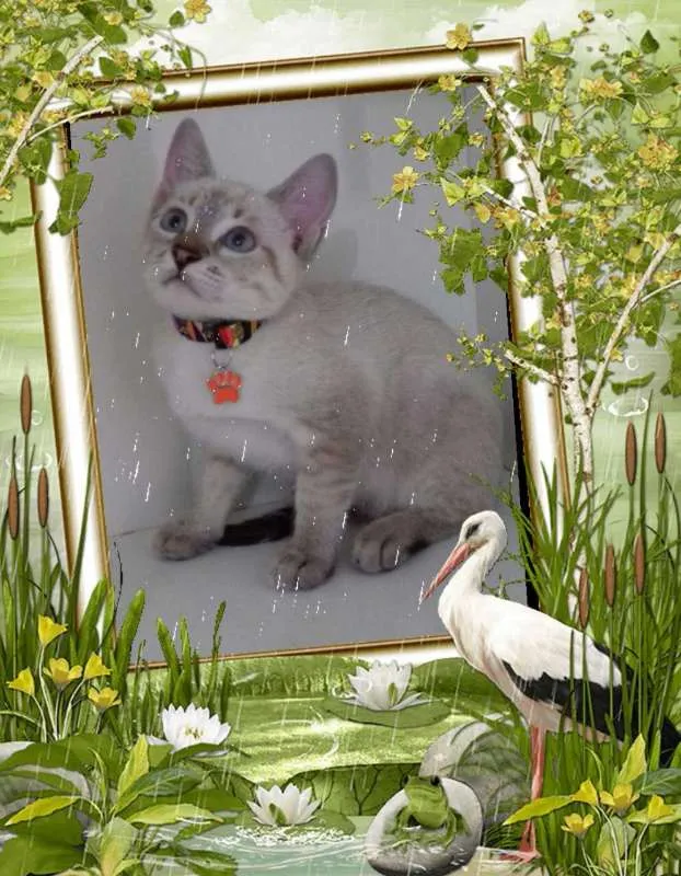 Gato ra a srd idade 2 a 6 meses nome Maria Flor