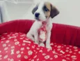 Felix