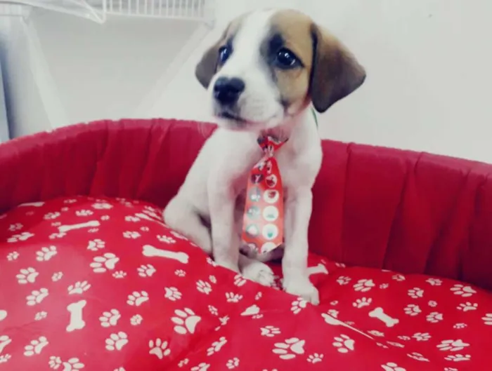 Cachorro ra a srd idade 2 a 6 meses nome Felix