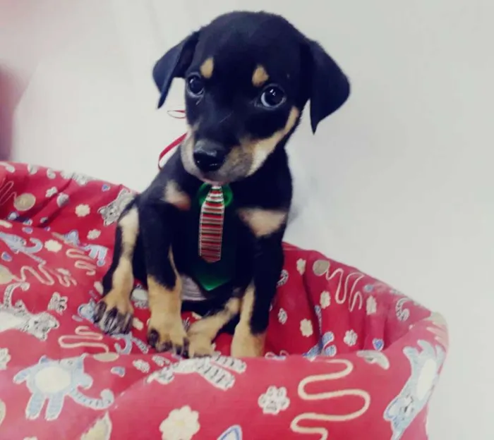 Cachorro ra a srd idade 2 a 6 meses nome Horácio