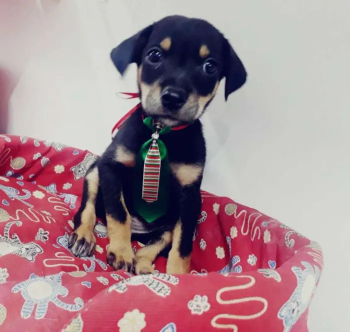 Cachorro ra a srd idade 2 a 6 meses nome Horácio