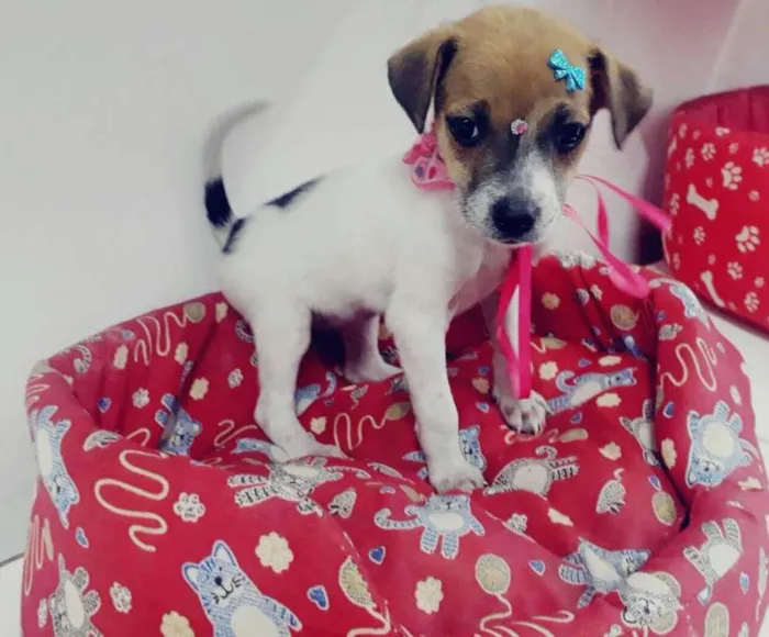 Cachorro ra a SRD idade 2 a 6 meses nome Julie