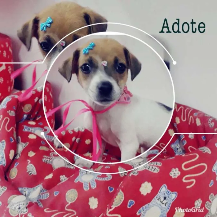 Cachorro ra a SRD idade 2 a 6 meses nome Julie