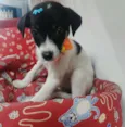Pepita