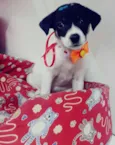 Pepita