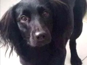 Cachorro raça Viralata idade 1 ano nome Max