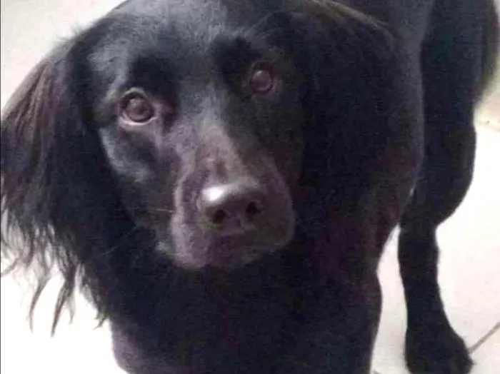 Cachorro ra a Viralata idade 1 ano nome Max
