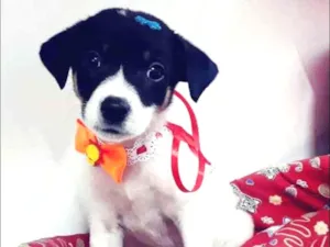 Cachorro raça srd idade 2 a 6 meses nome Pepita
