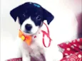 Pepita