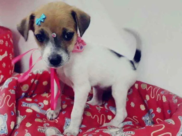 Cachorro ra a SRD idade 2 a 6 meses nome Julie