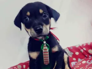 Cachorro raça srd idade 2 a 6 meses nome Horácio