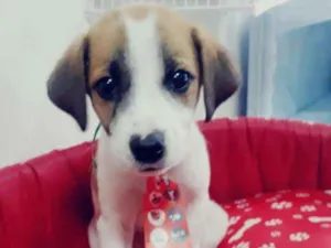 Cachorro raça srd idade 2 a 6 meses nome Felix