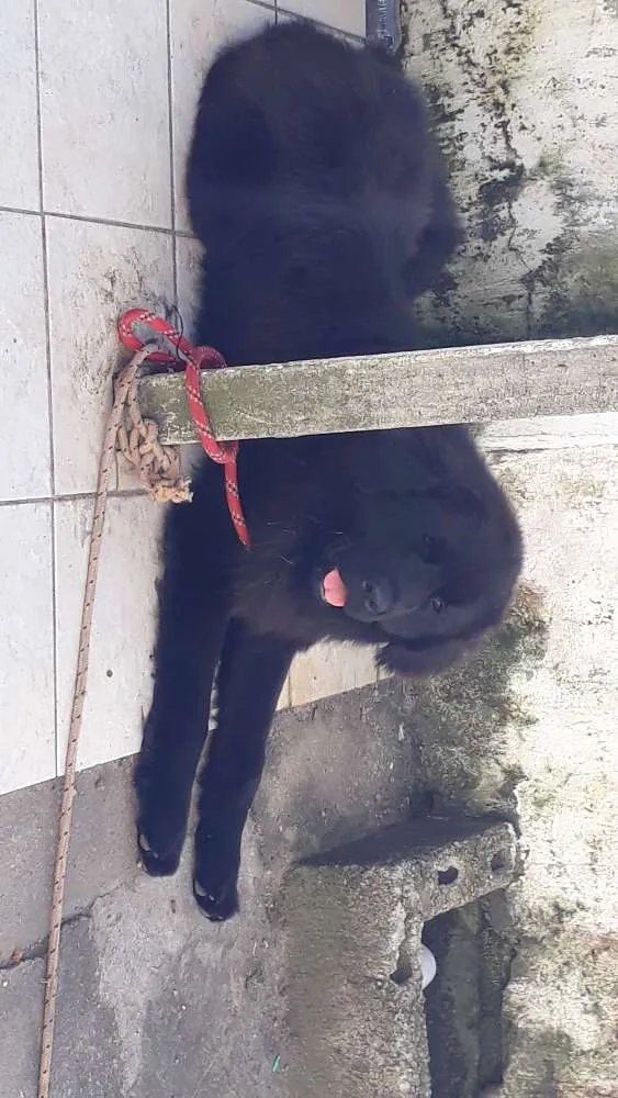 Cachorro ra a Terra nova idade 1 ano nome Maguila