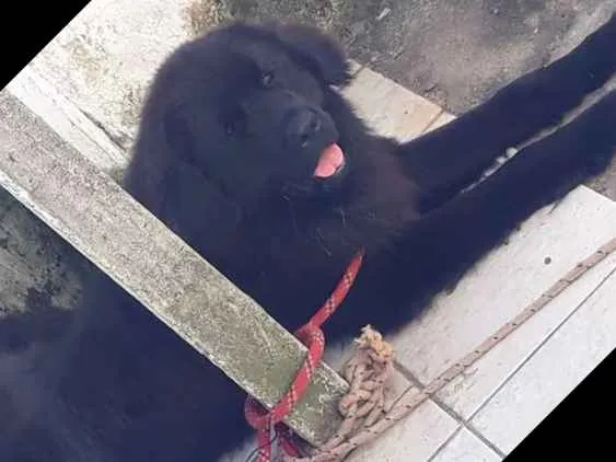 Cachorro ra a Terra nova idade 1 ano nome Maguila