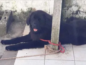 Cachorro raça Terra nova idade 1 ano nome Maguila