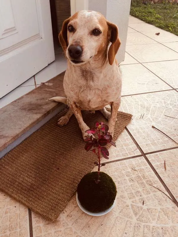 Cachorro ra a Vira Lata idade 6 ou mais anos nome Madruga