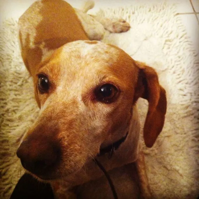 Cachorro ra a Vira Lata idade 6 ou mais anos nome Madruga