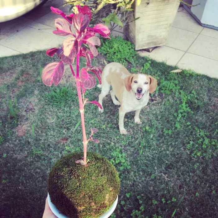 Cachorro ra a Vira Lata idade 6 ou mais anos nome Madruga