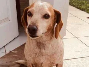 Cachorro raça Vira Lata idade 6 ou mais anos nome Madruga