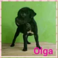 Olga