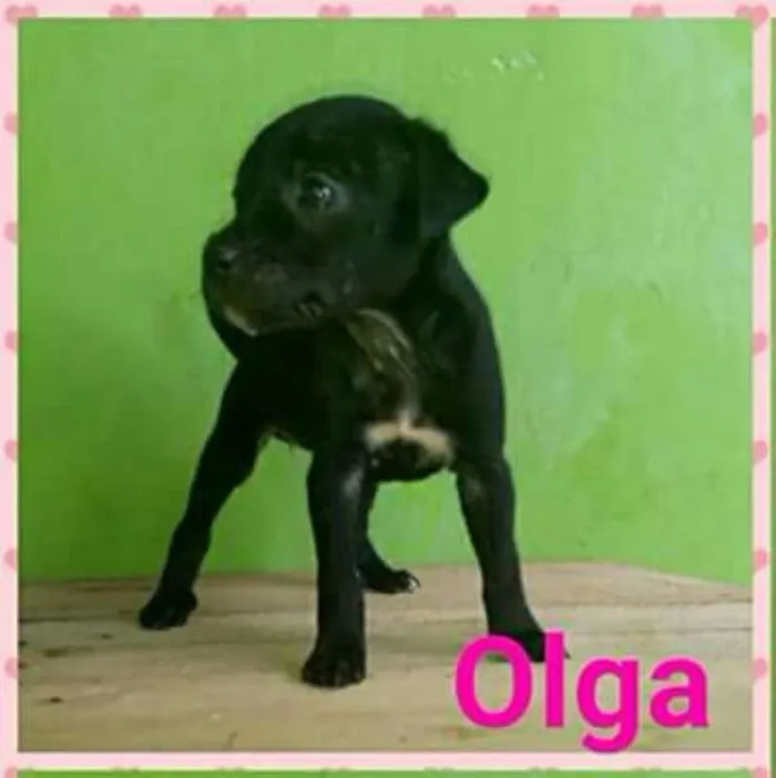 Cachorro raça srd idade Abaixo de 2 meses nome Olga