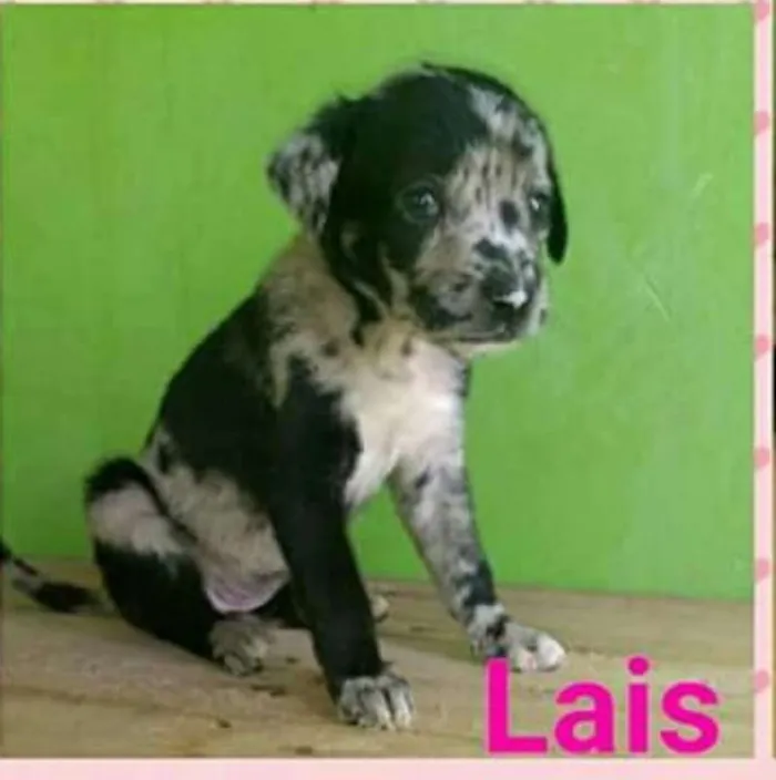 Cachorro ra a SRD idade Abaixo de 2 meses nome Laís
