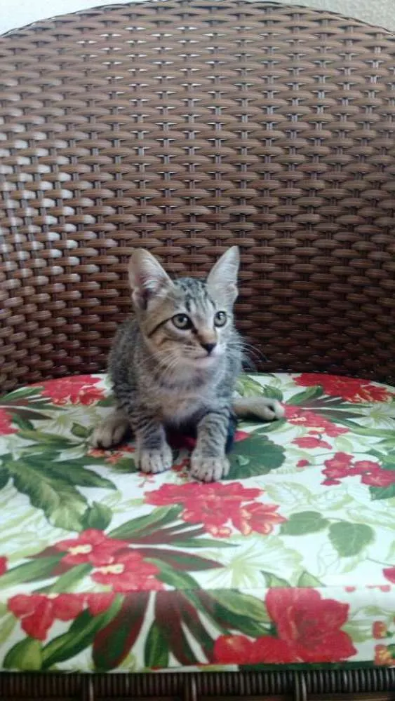Gato ra a Mista idade 2 a 6 meses nome Manuela
