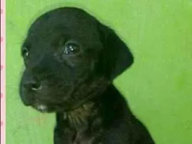 Cachorro raça SRD idade Abaixo de 2 meses nome Cherry