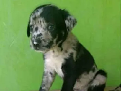 Cachorro raça SRD idade Abaixo de 2 meses nome Laís