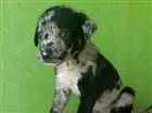 Cachorro raça SRD idade Abaixo de 2 meses nome Laís