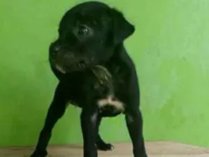 Cachorro raça srd idade Abaixo de 2 meses nome Olga