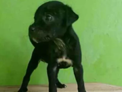 Cachorro raça srd idade Abaixo de 2 meses nome Olga