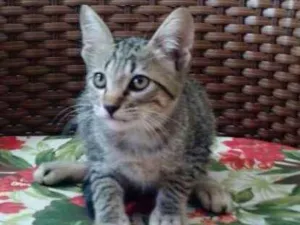 Gato raça Mista idade 2 a 6 meses nome Manuela