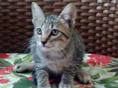 Gato ra a Mista idade 2 a 6 meses nome Manuela