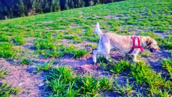 Cachorro ra a Labrador idade 3 anos nome Kenay