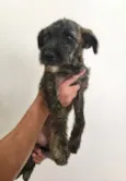 Mimi