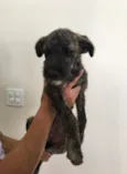 Mimi