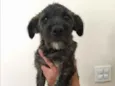 Mimi