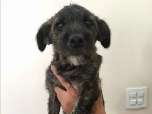 Cachorro raça Sem raça definida  idade 2 a 6 meses nome Mimi