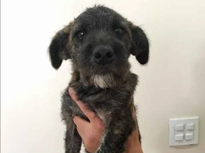 Cachorro ra a Sem raça definida  idade 2 a 6 meses nome Mimi