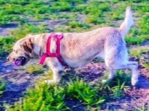 Cachorro raça Labrador idade 3 anos nome Kenay